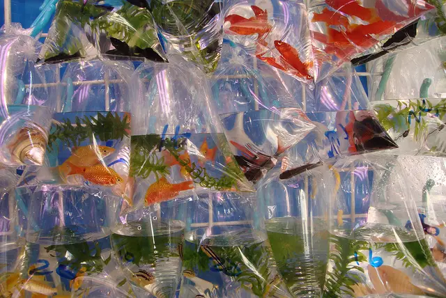 close up of plastic bags containing tropical fish in mongkok