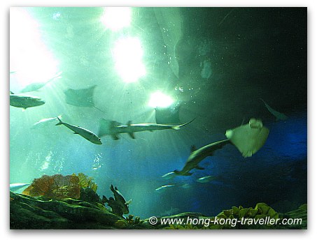 Ocean Park Grand Aquarium Viewing Pannel